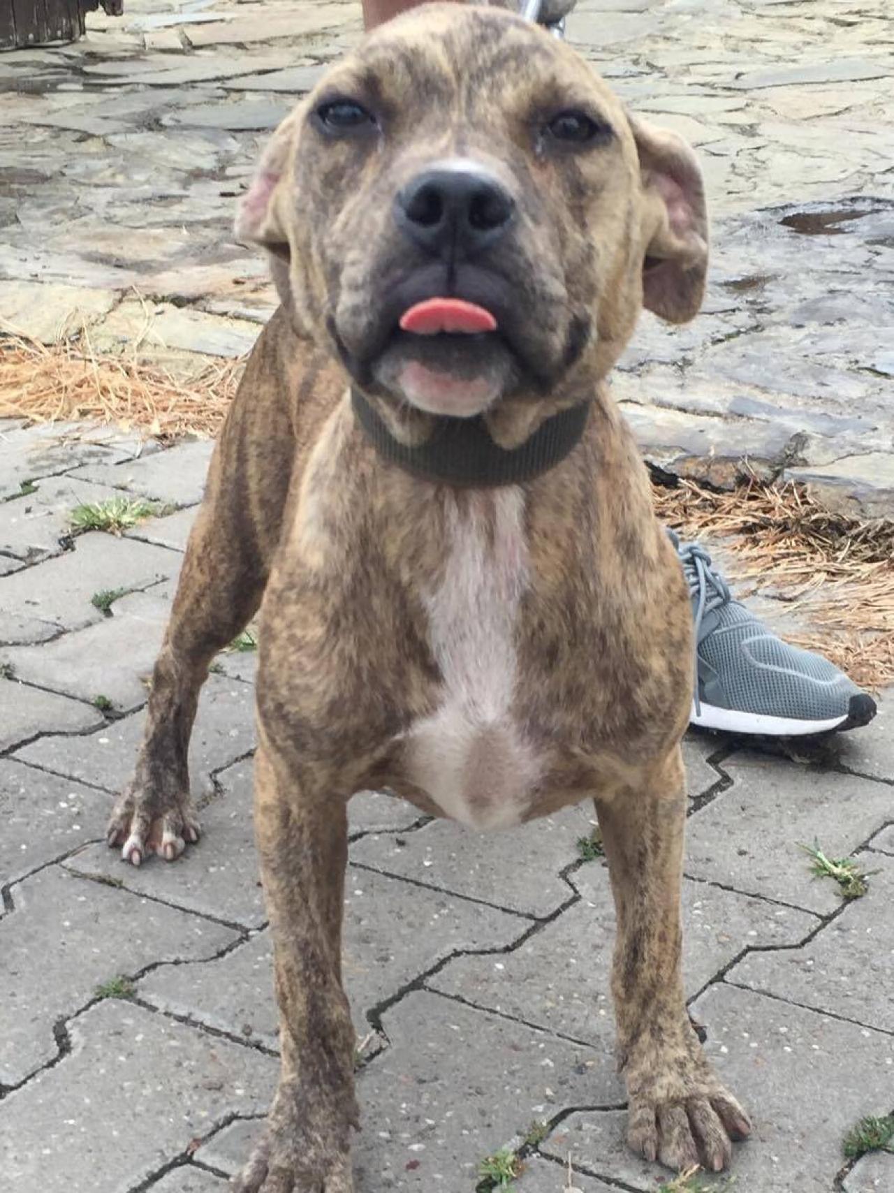 Photo of the dog