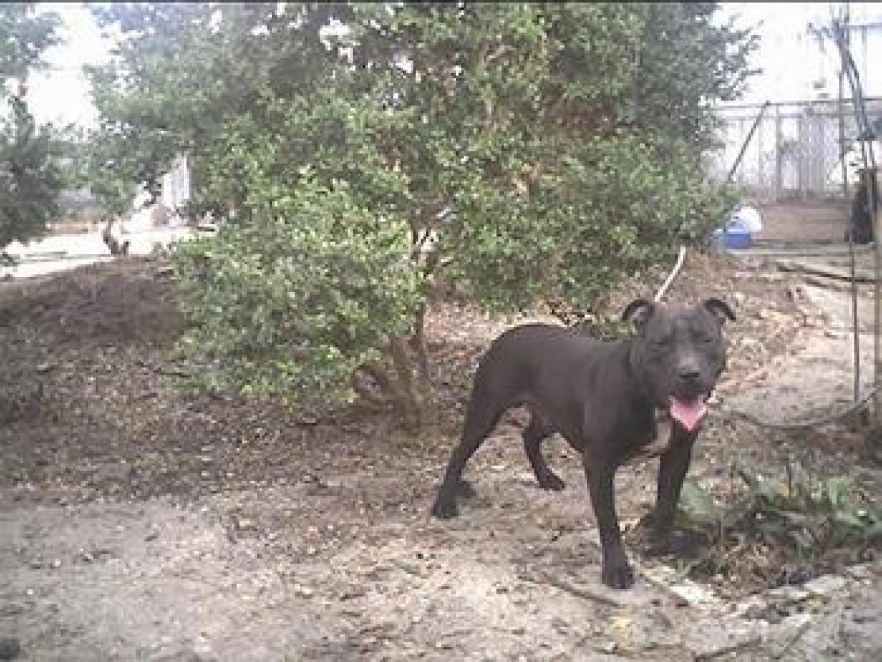 Photo of the dog