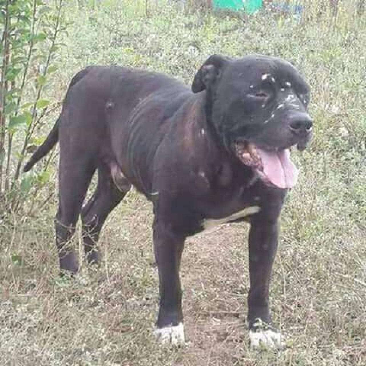 Photo of the dog