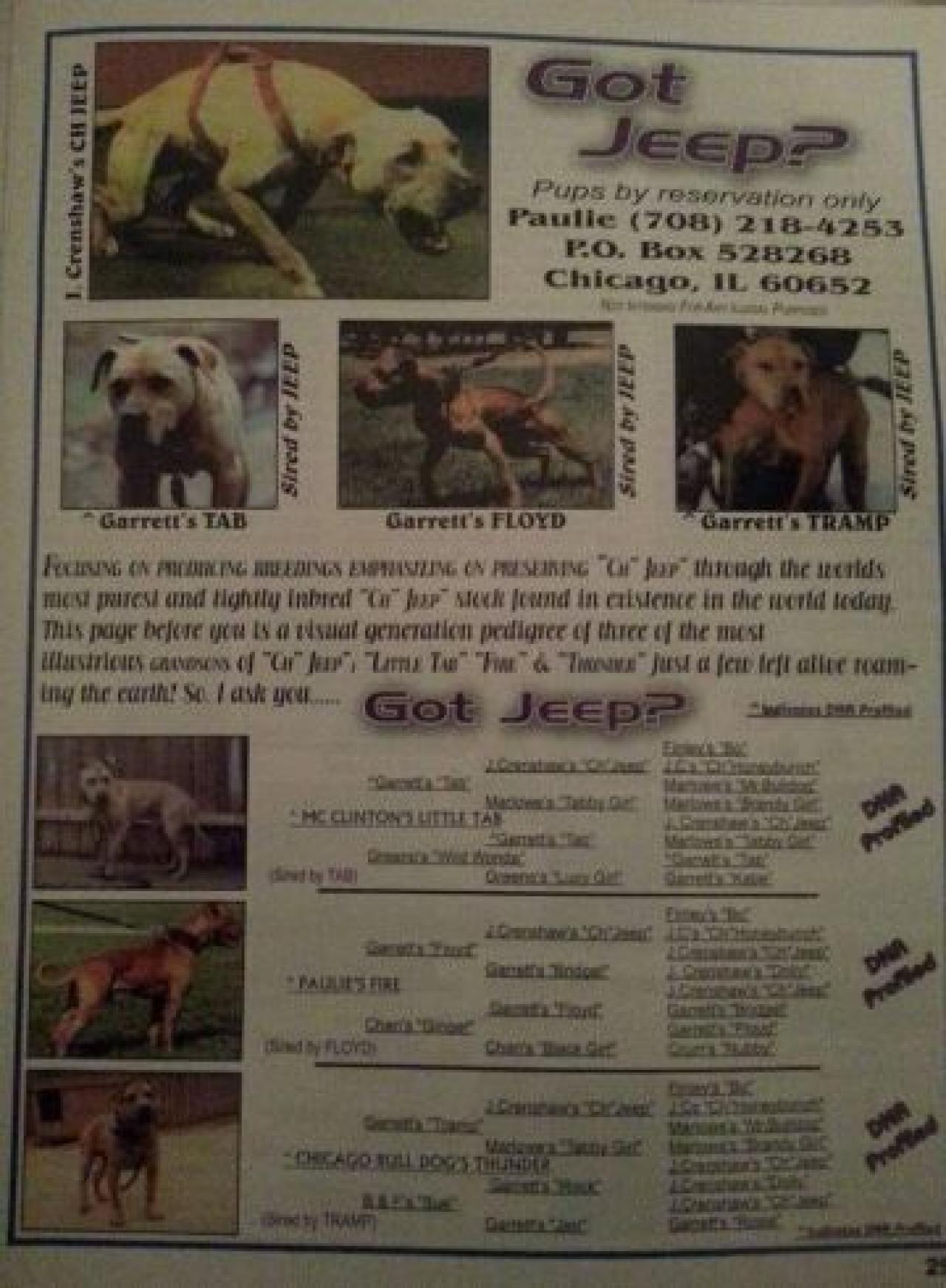 Photo of the dog