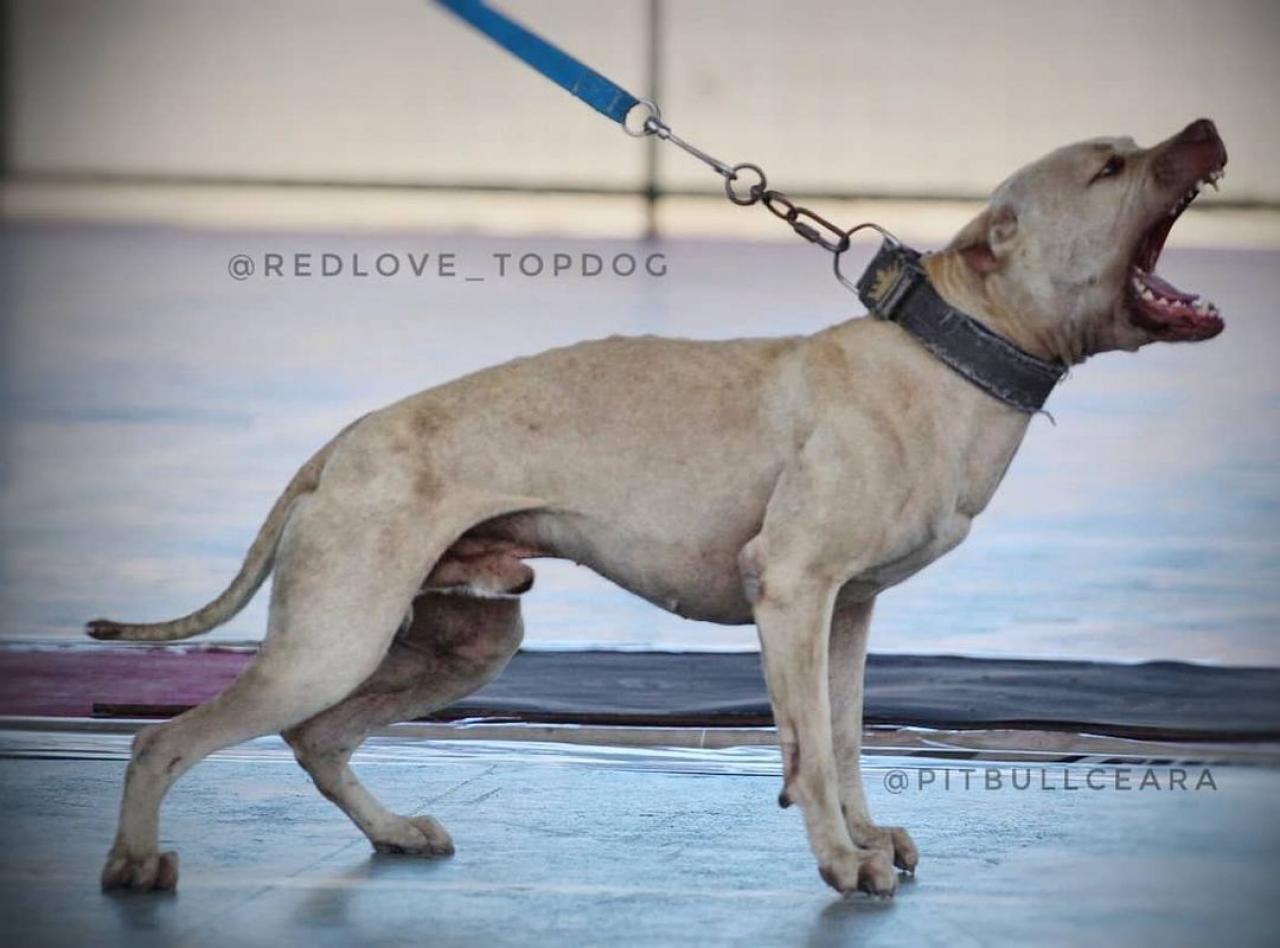 Photo of the dog