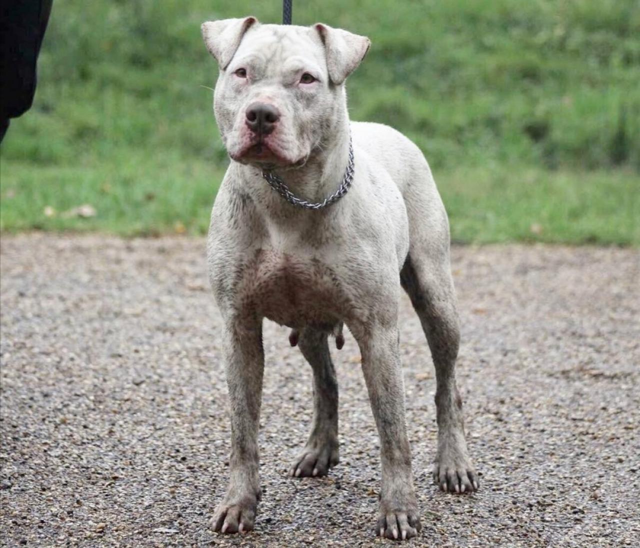 Photo of the dog