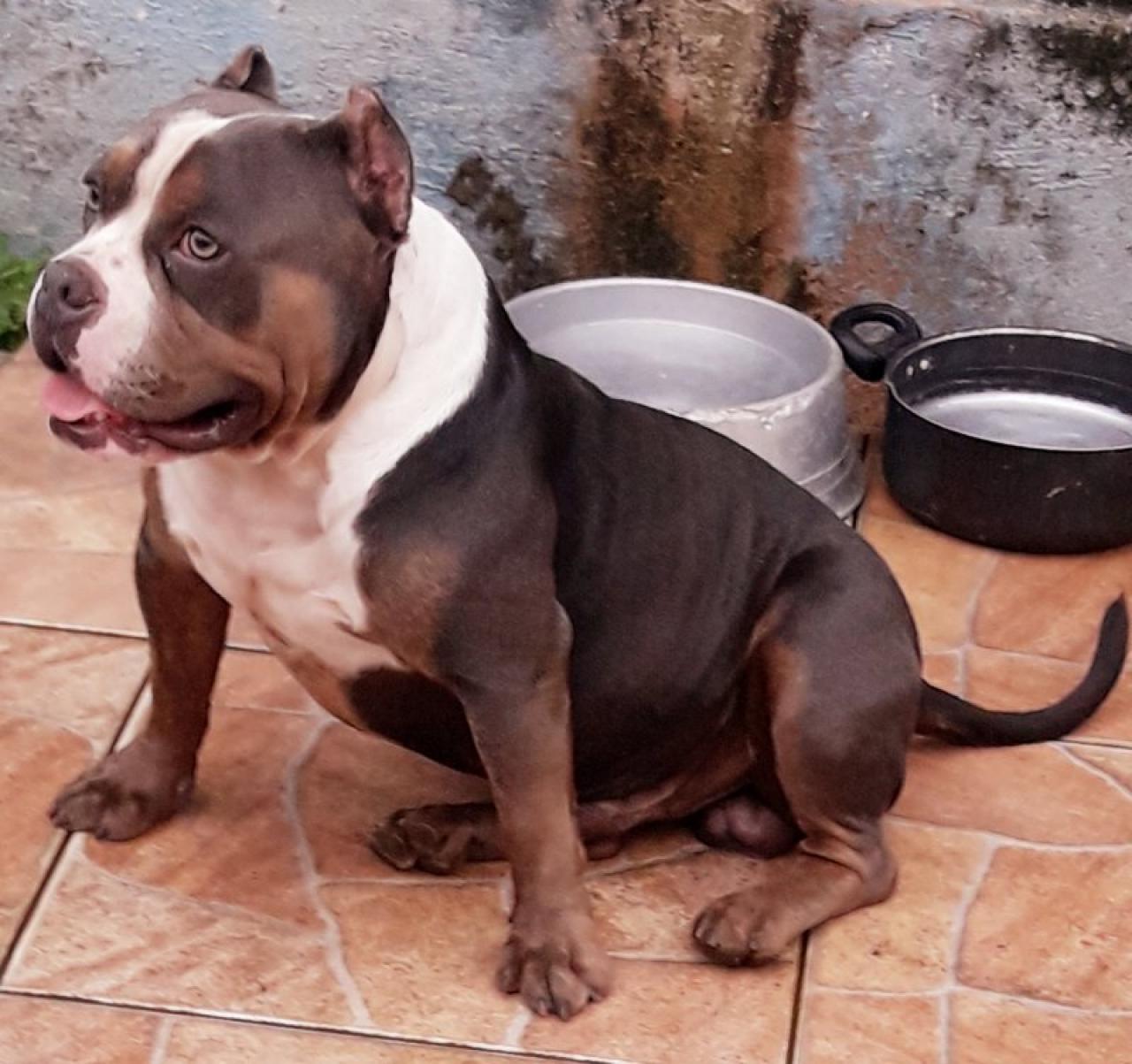 Photo of the dog