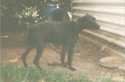 Photo of the dog