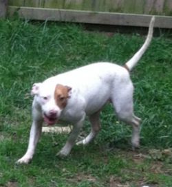 Photo of the dog