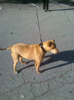 Photo of the dog