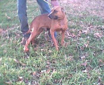 Photo of the dog