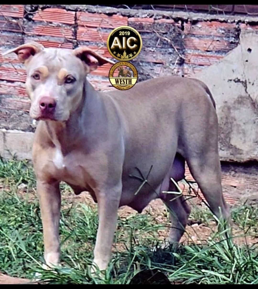 Photo of the dog