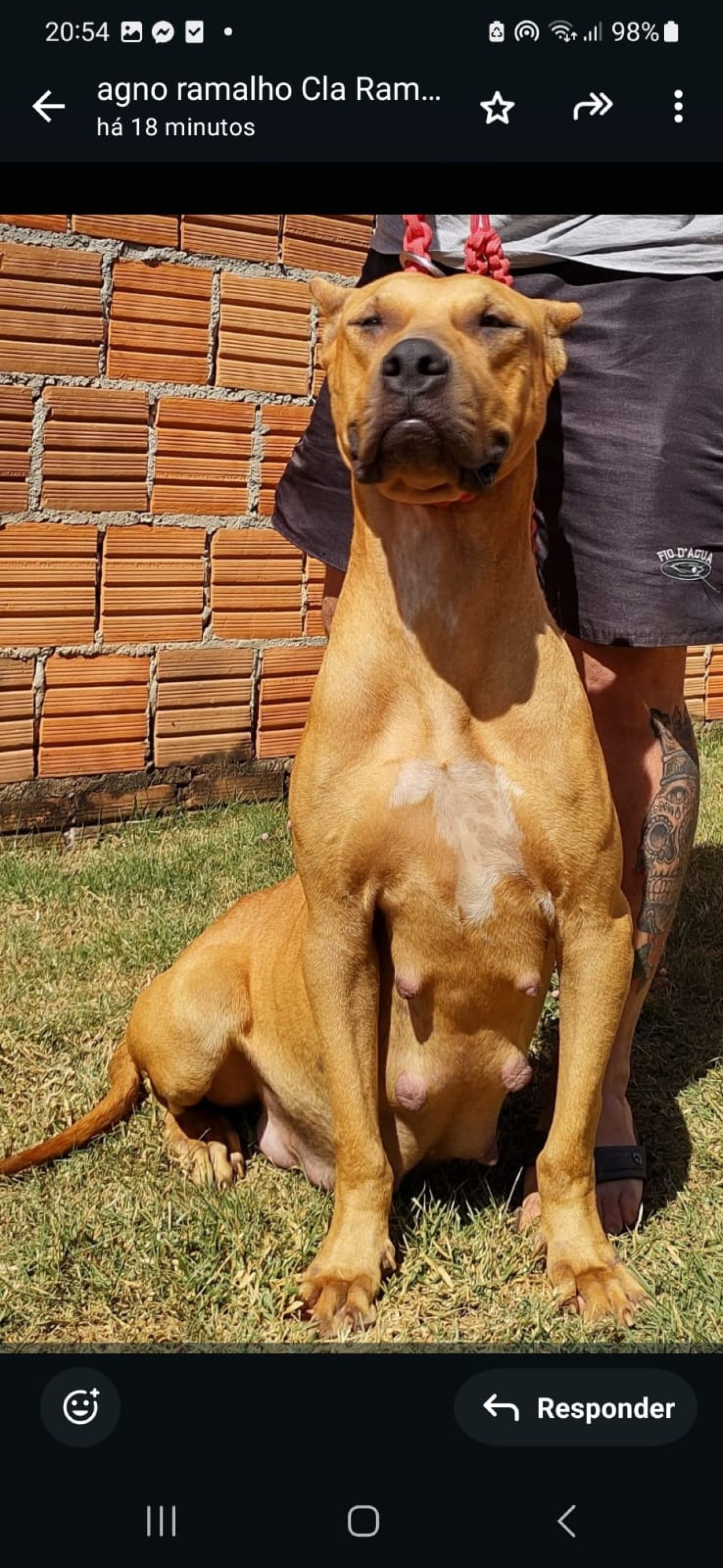 Photo of the dog