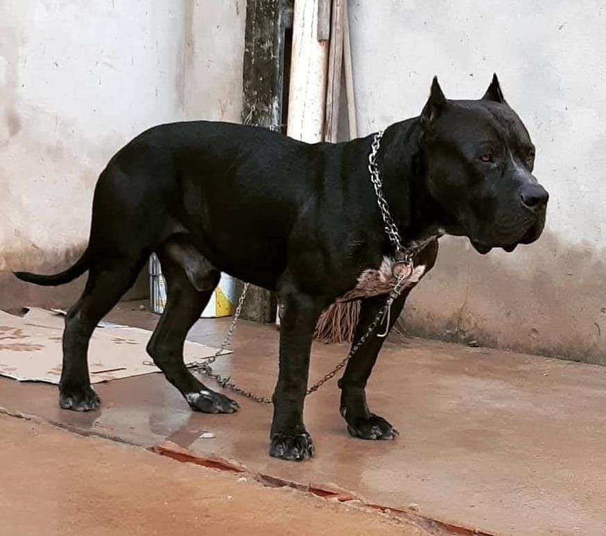 Photo of the dog