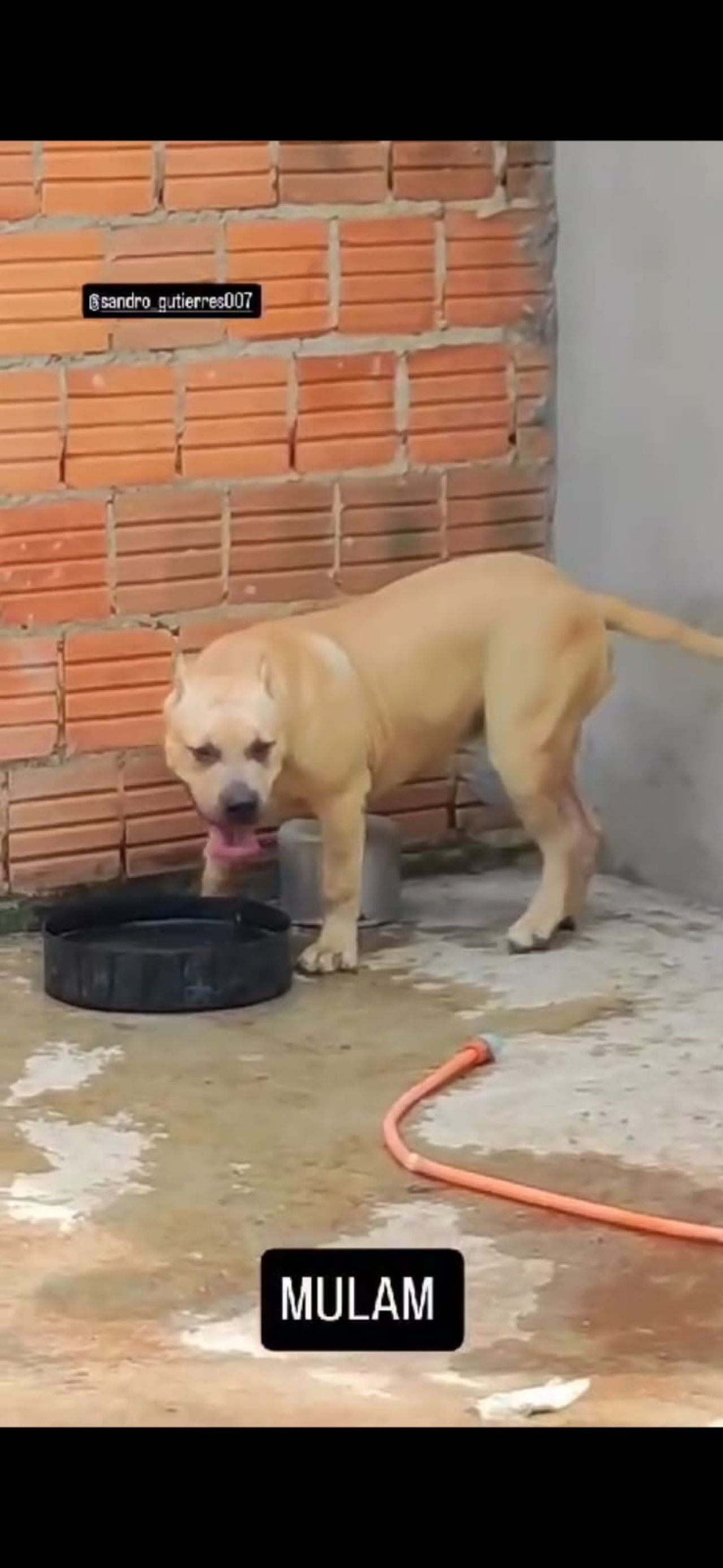 Photo of the dog
