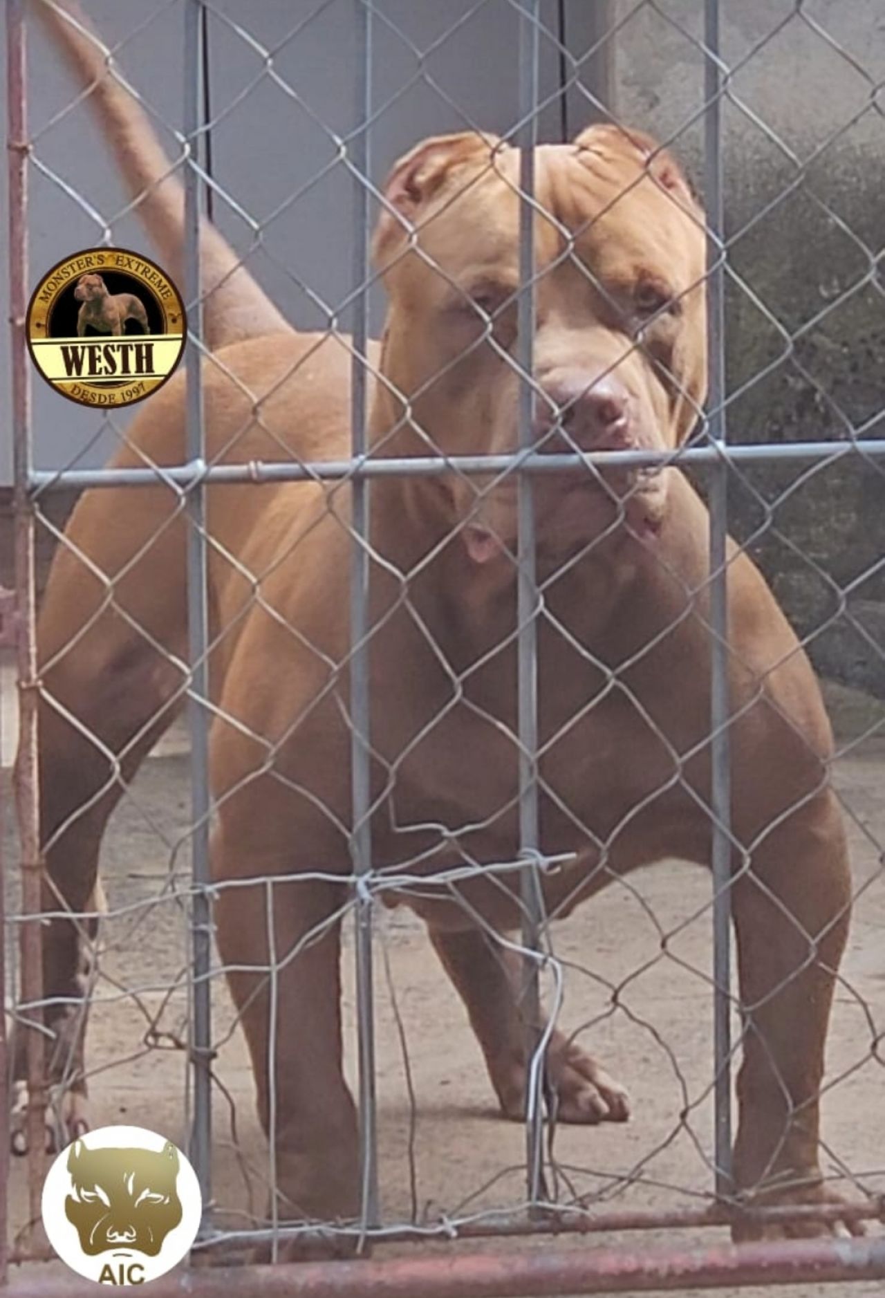Photo of the dog