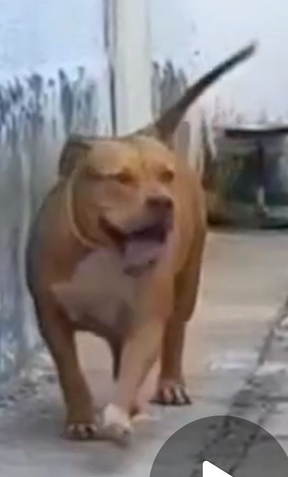 Photo of the dog