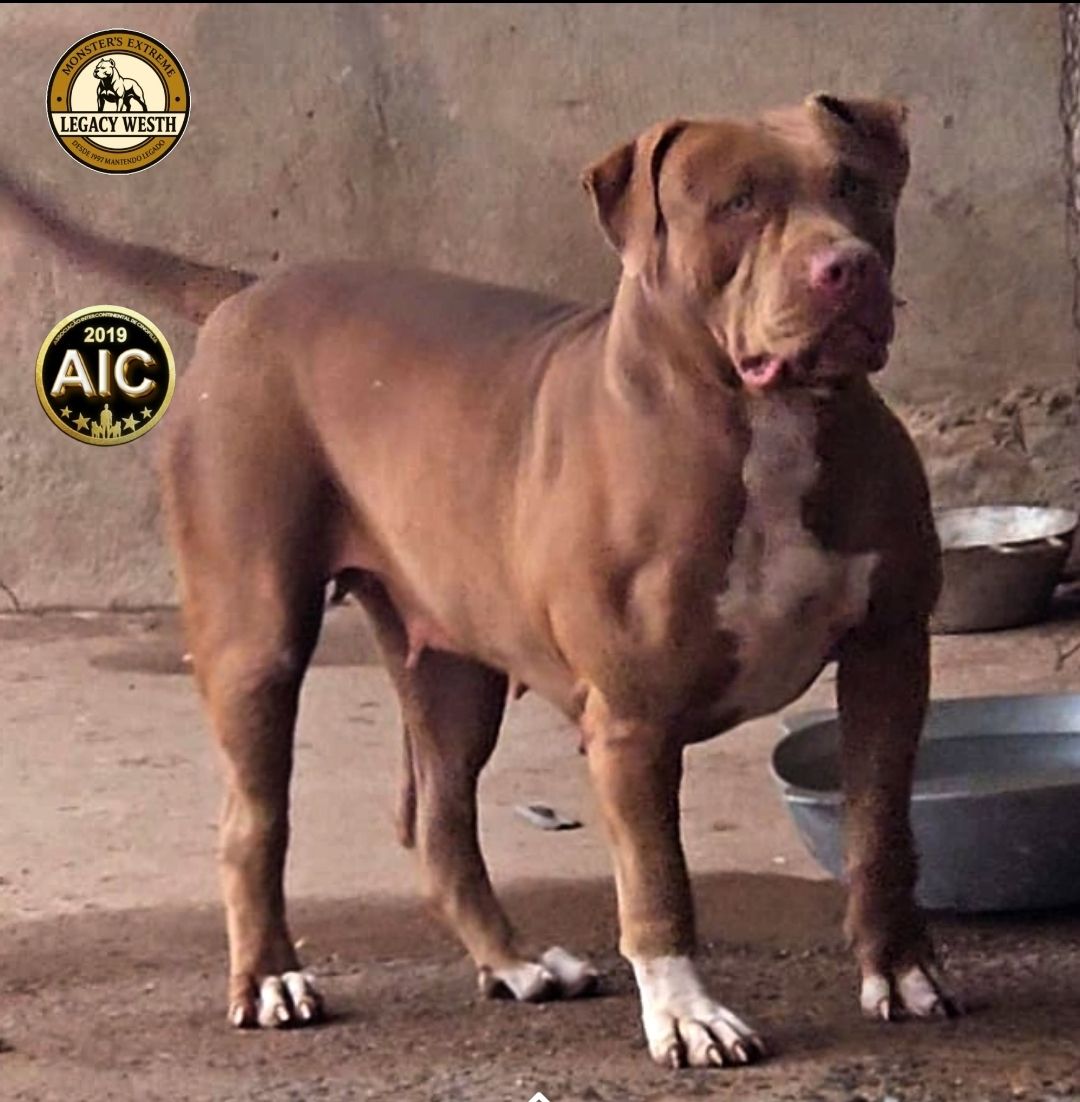 Photo of the dog