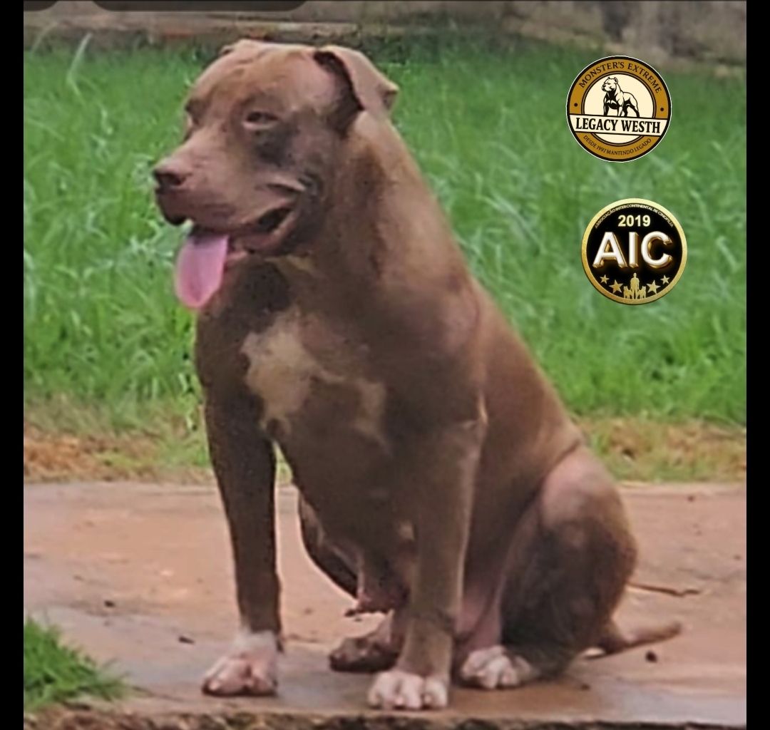 Photo of the dog