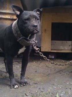 Photo of the dog