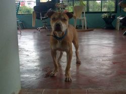 Photo of the dog