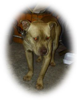Photo of the dog