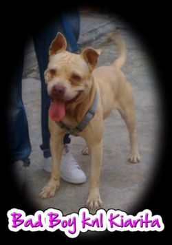 Photo of the dog