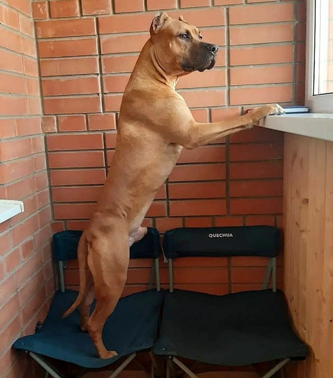 Photo of the dog