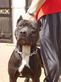 Photo of the dog