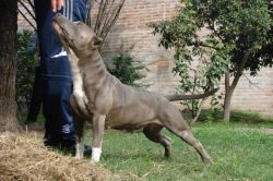 Photo of the dog