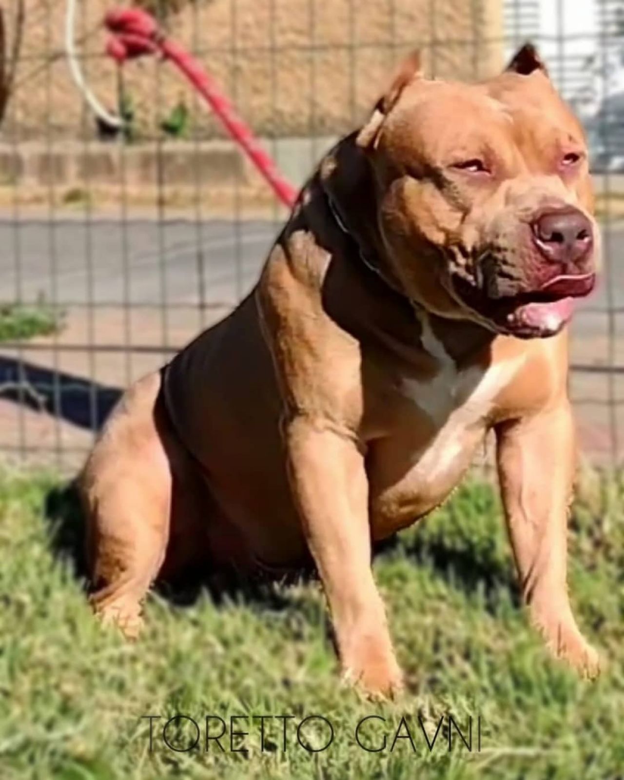 Photo of the dog
