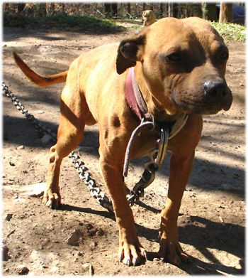 Photo of the dog