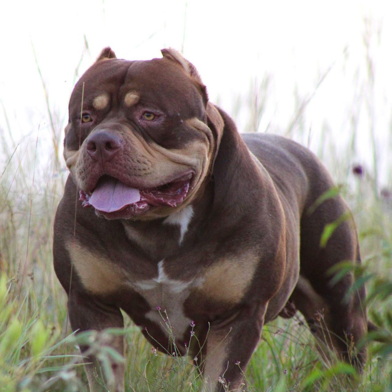 Photo of the dog