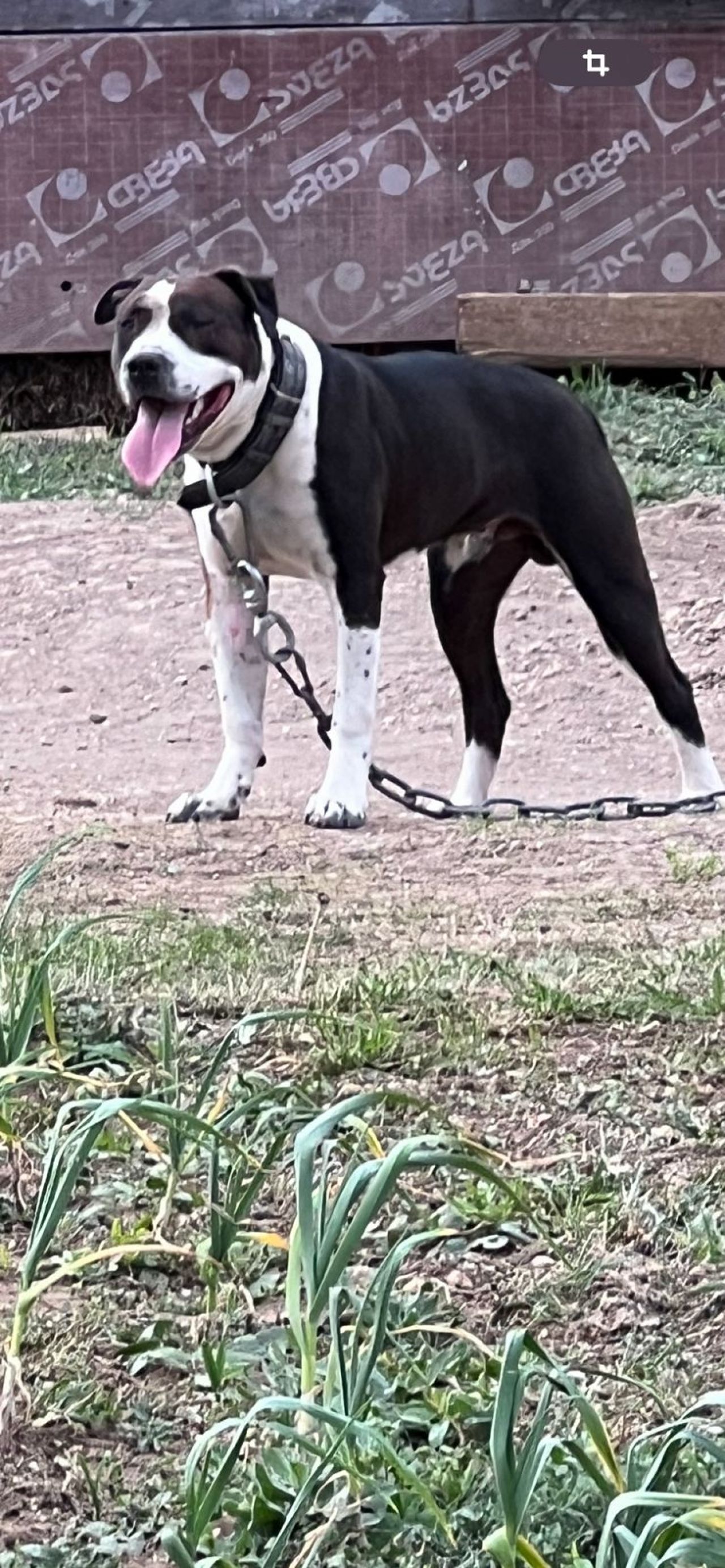 Photo of the dog