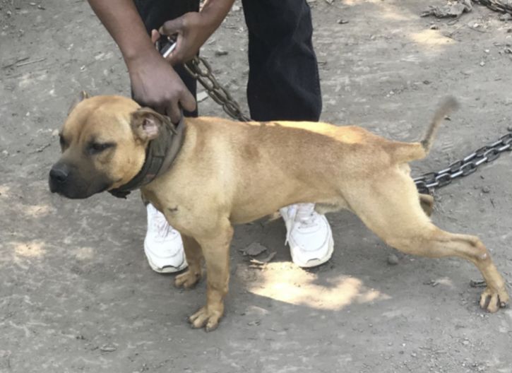 Photo of the dog