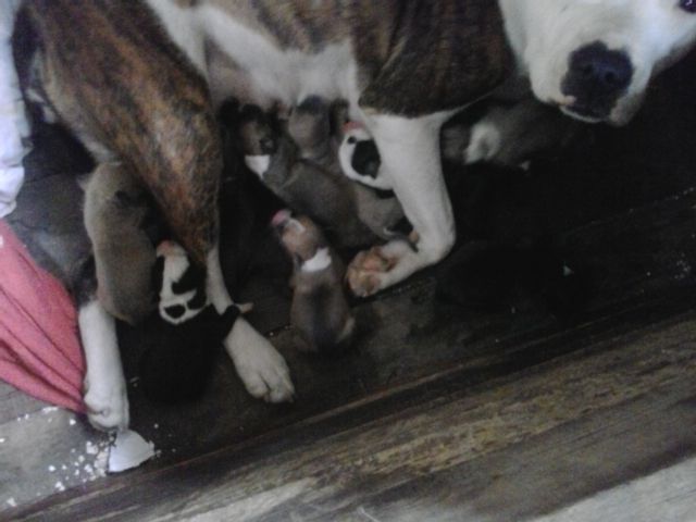 Photo of the dog