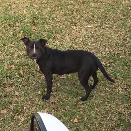 Photo of the dog
