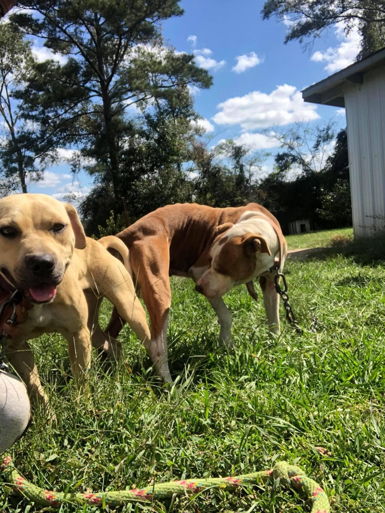 Photo of the dog