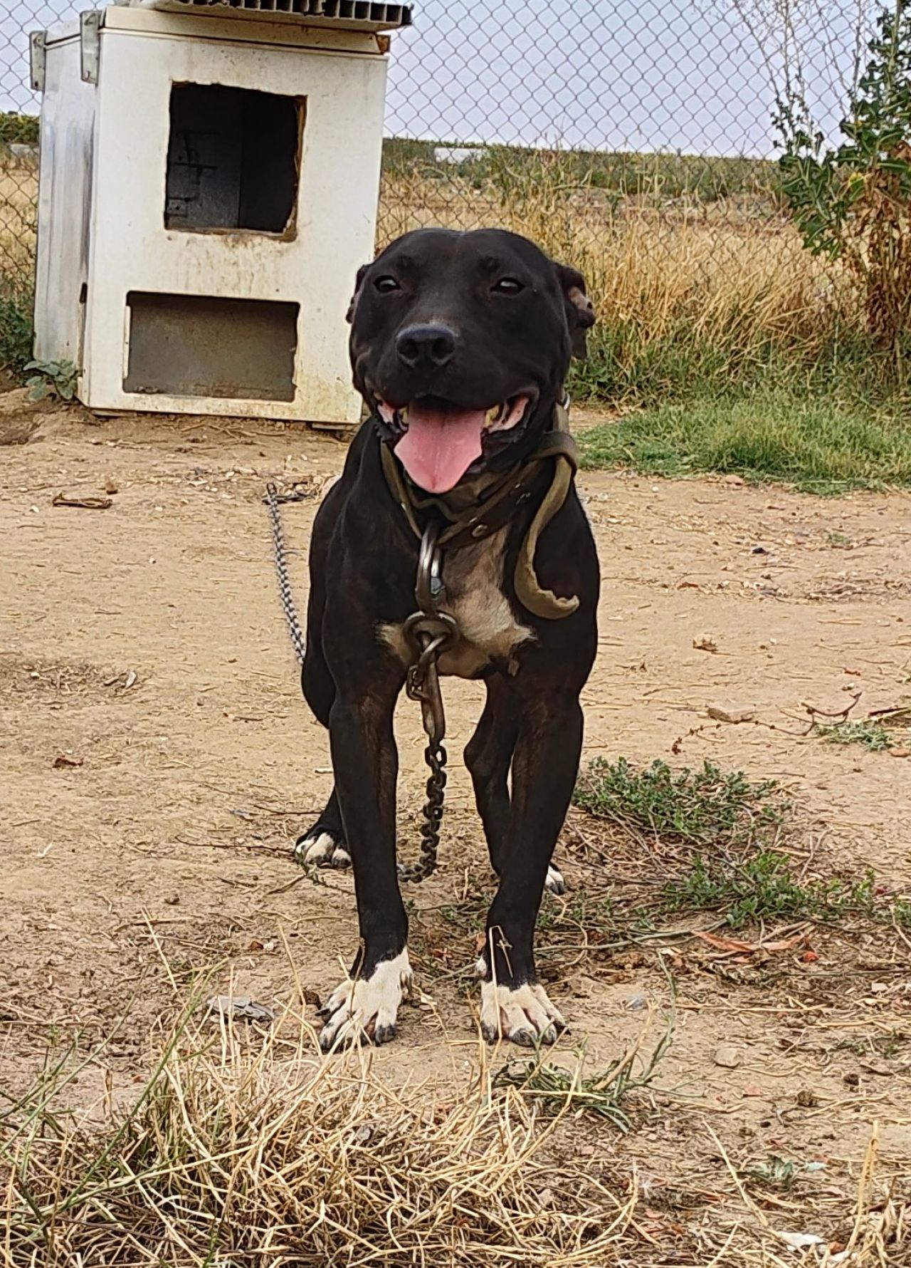 Photo of the dog