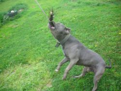 Photo of the dog