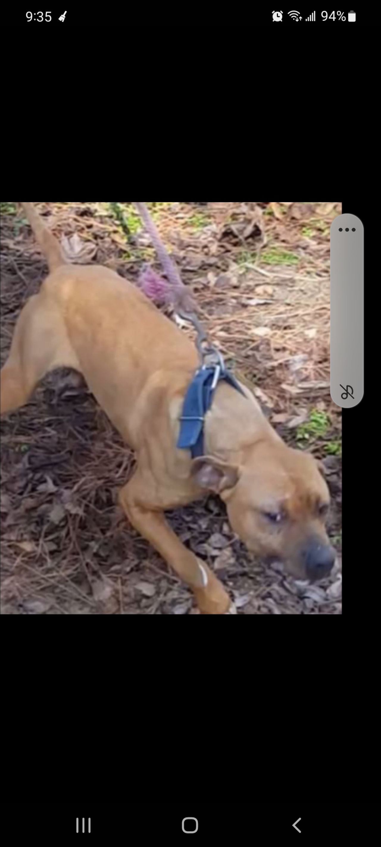 Photo of the dog