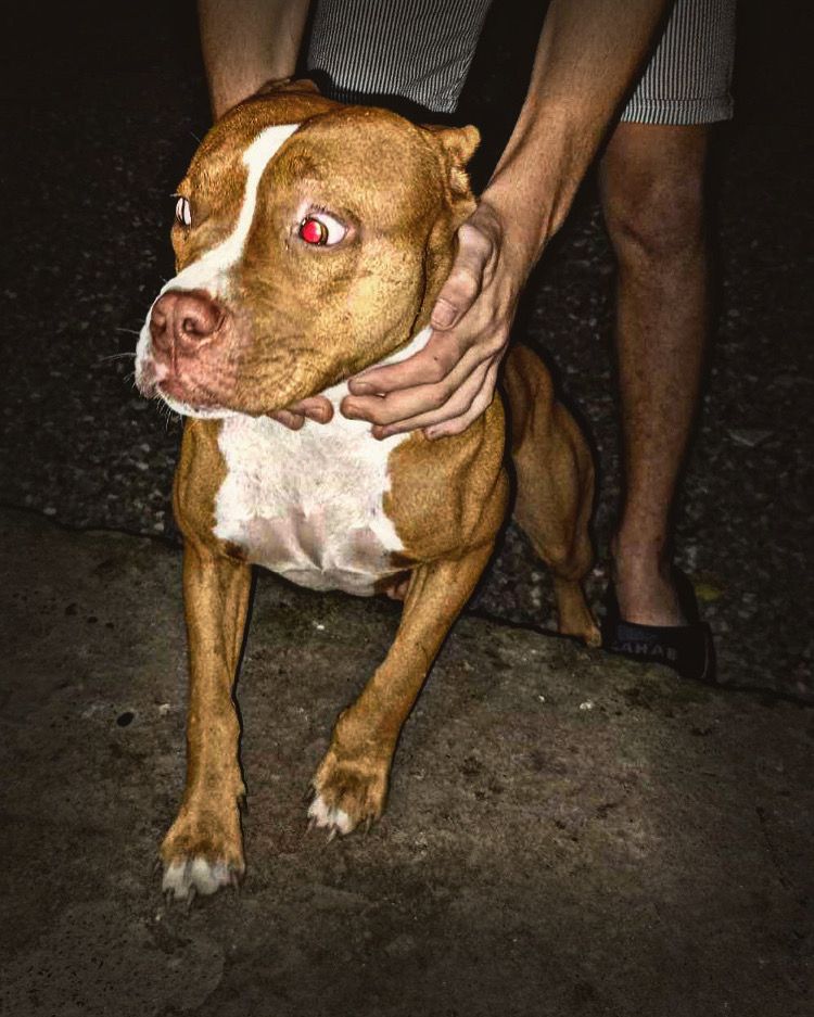 Photo of the dog