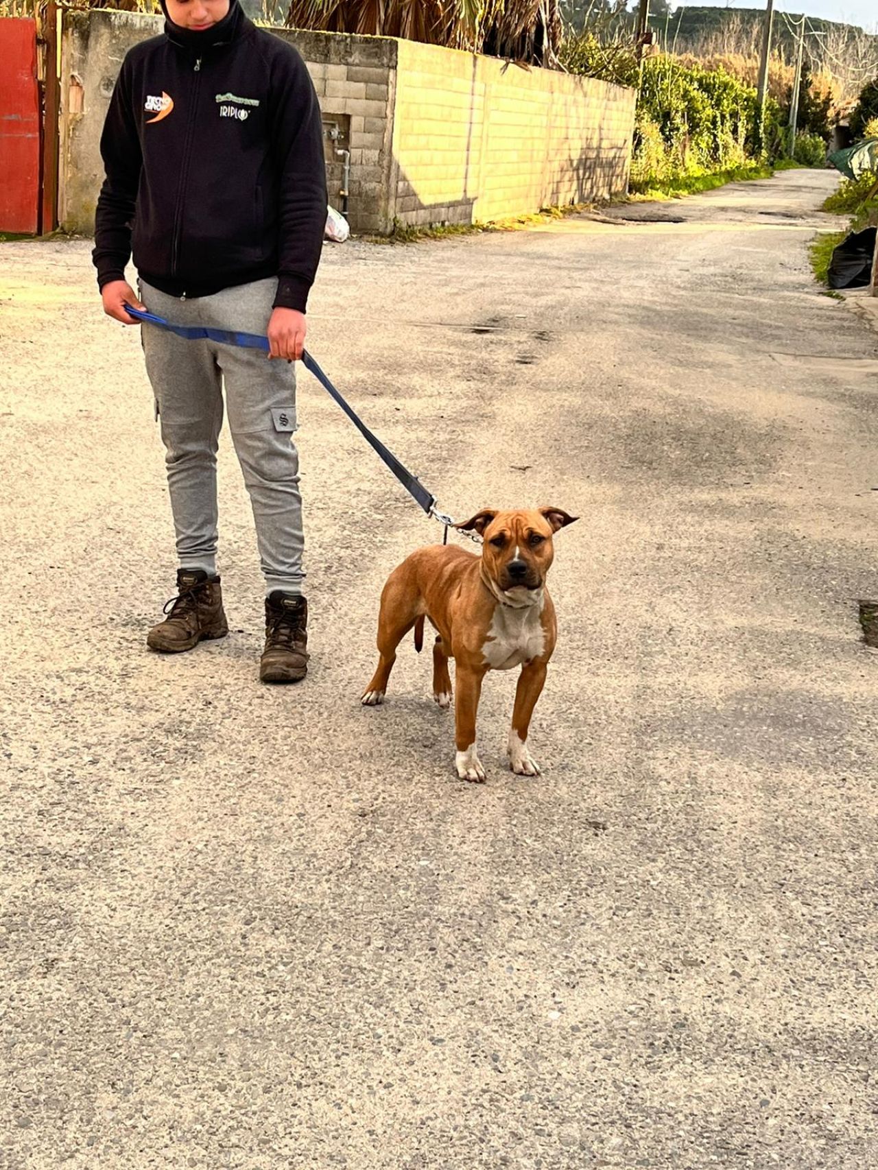 Photo of the dog