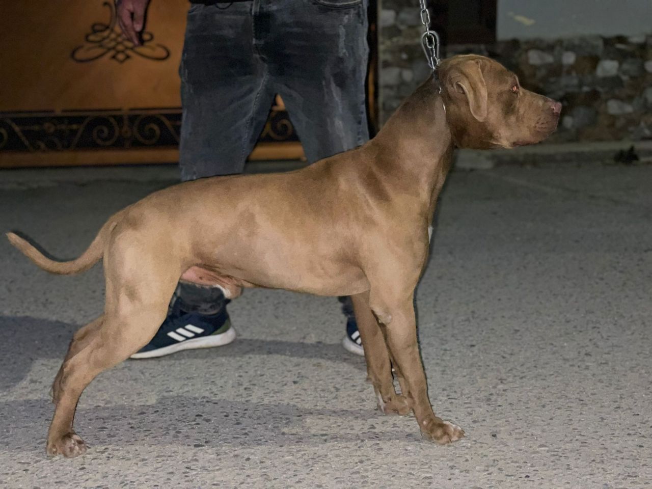 Photo of the dog