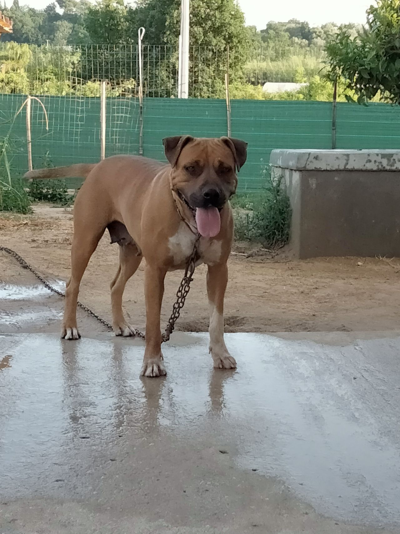 Photo of the dog