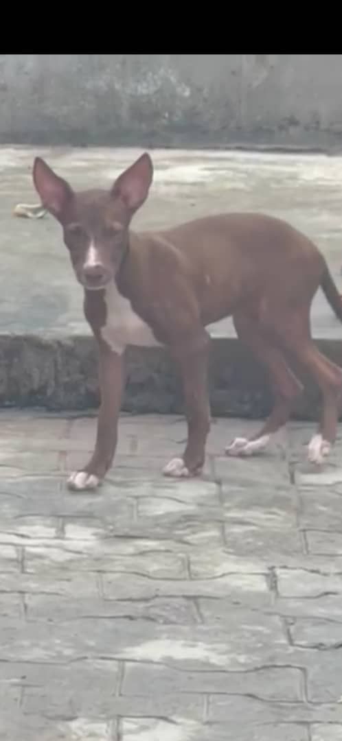Photo of the dog
