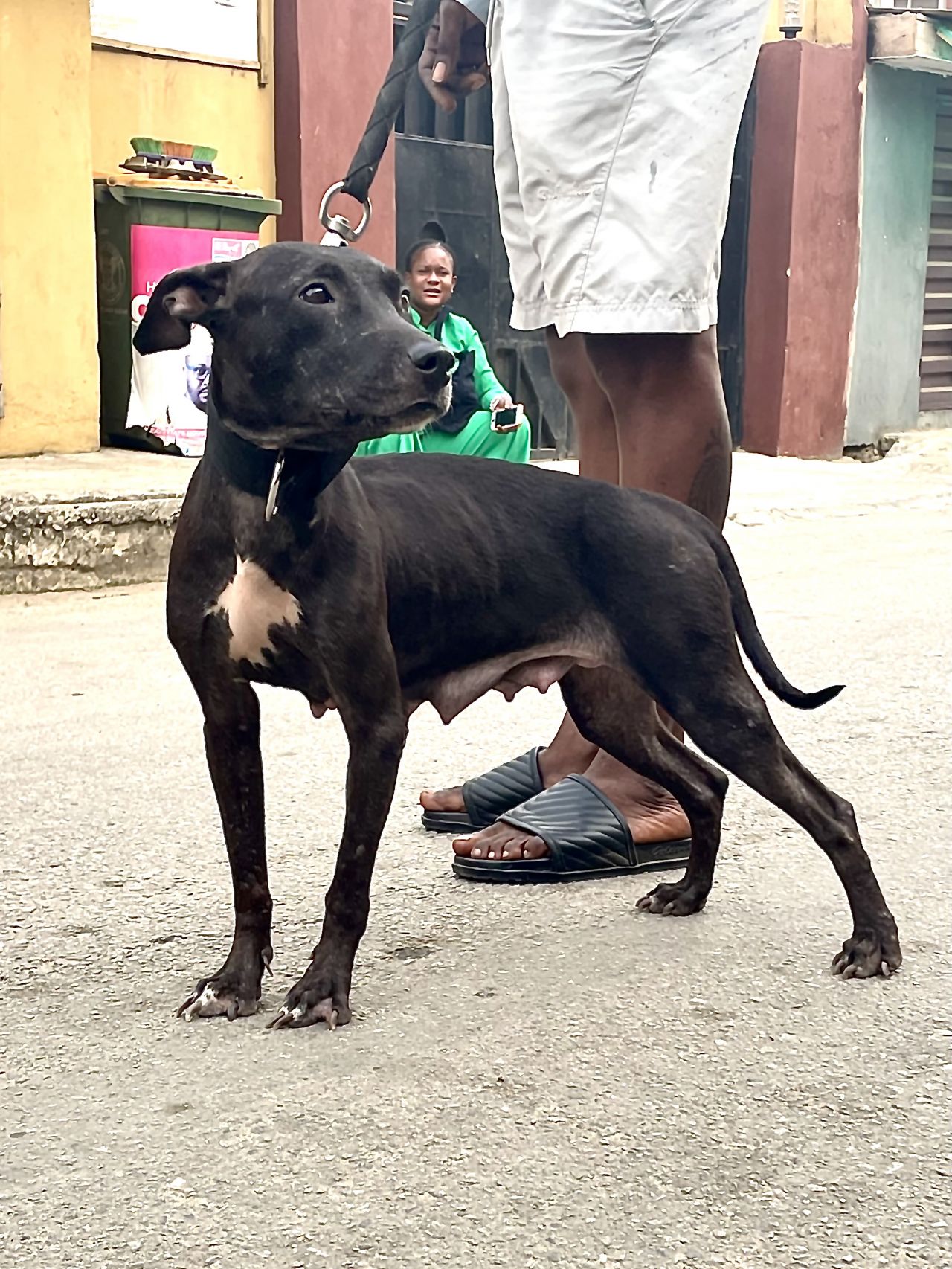 Photo of the dog