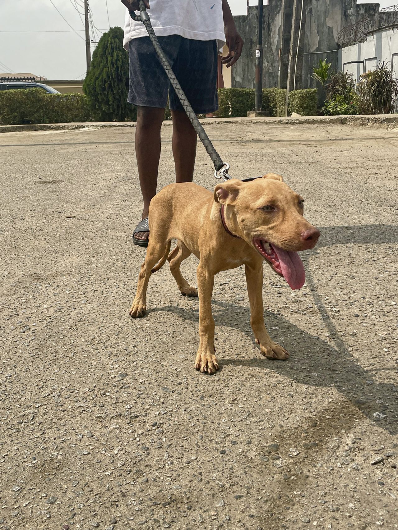 Photo of the dog