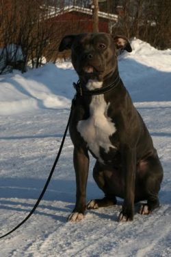 Photo of the dog