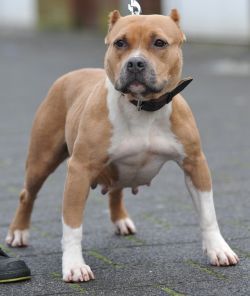 Photo of the dog