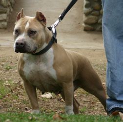 Photo of the dog