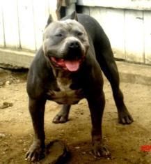 Photo of the dog