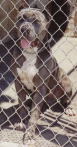 Photo of the dog