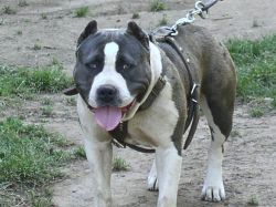 Photo of the dog
